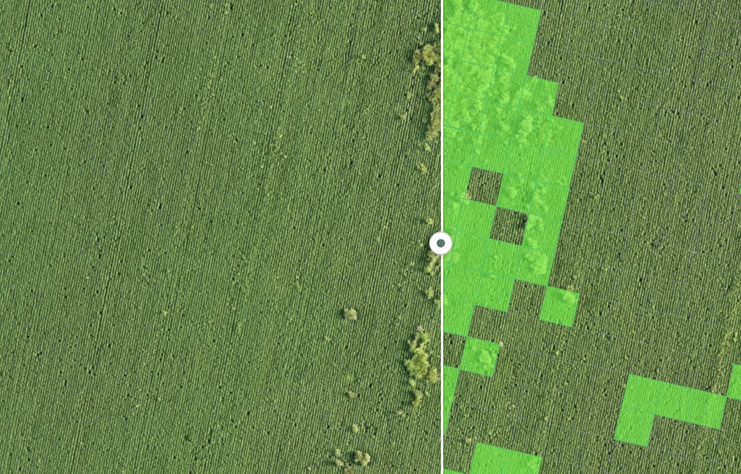 Ortomosaico de soja en R3 junto al mapa de malezas de AvanSys: 4,85 ha con sorgo de Alepo sobre 27,4 ha