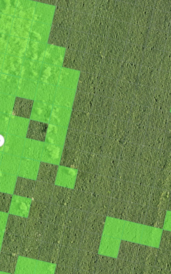 Mapa de malezas de AvanSys sobre el lote de soja: celdas de 5 metros marcadas en verde donde hay sorgo de Alepo