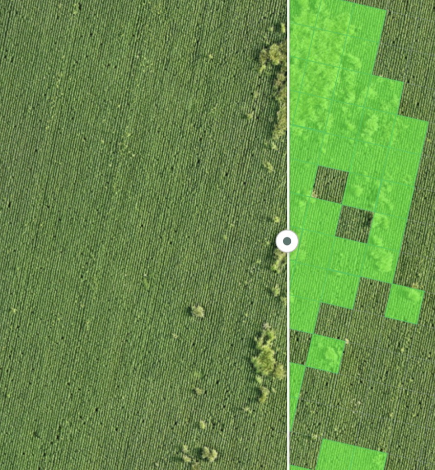 Ortomosaico de un lote de soja en R3 con manchones de sorgo de Alepo que sobresalen entre las hileras